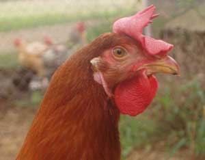 New Chicken Breeds and Hybrids Survey Image